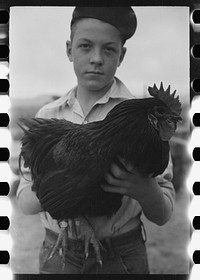 [Untitled photo, possibly related to: Wayne Beede, son of resettlement client, Western Slope Farms, Colorado, exhibits a champion rooster]. Sourced from the Library of Congress.