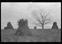 View of the resettlement area in Morgan County, Indiana. Sourced from the Library of Congress.