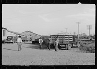 [Untitled photo, possibly related to: Trucks with grapefruit wait to be unloaded, juice plant, Weslaco, Texas]. Sourced from the Library of Congress.