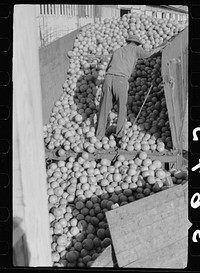 [Untitled photo, possibly related to: Sorting washed grapefruit, juice plant, Weslaco, Texas. This area of Texas, the Rio Grande Valley, has extensive citrus cultivation, particularly grapefruit. Canning and packing plants for vegetables and citrus are located along the railroad line, the Missouri Pacific Railroad. These foods are transported long distances by refrigerator cars]. Sourced from the Library of Congress.