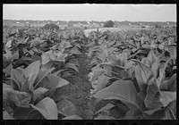 Tobacco field, Windsor Locks, Connecticut. Sourced from the Library of Congress.