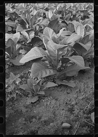 [Untitled photo, possibly related to: Tobacco field, Windsor Locks, Connecticut]. Sourced from the Library of Congress.