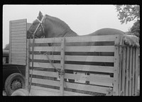 [Untitled photo, possibly related to: Percheron stallion brought to mare for mating, on farm near Pine Grove Mills, Pennsylvania]. Sourced from the Library of Congress.