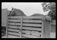 Percheron stallion brought to mare for mating, on farm near Pine Grove Mills, Pennsylvania. Sourced from the Library of Congress.
