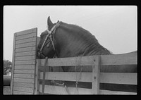Percheron stallion brought to mare for mating, on farm near Pine Grove Mills, Pennsylvania. Sourced from the Library of Congress.