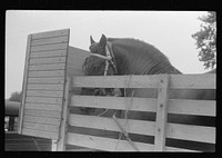 [Untitled photo, possibly related to: Percheron stallion brought to mare for mating, on farm near Pine Grove Mills, Pennsylvania]. Sourced from the Library of Congress.