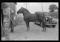 [Untitled photo, possibly related to: Percheron stallion brought to mare for mating, on farm near Pine Grove Mills, Pennsylvania]. Sourced from the Library of Congress.