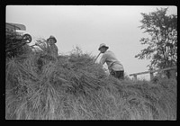 [Untitled photo, possibly related to: Percheron stallion brought to mare for mating, on farm near Pine Grove Mills, Pennsylvania]. Sourced from the Library of Congress.