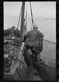 [Untitled photo, possibly related to: Aboard a trap fishing boat. Dipping fish aboard. See caption 5067-M1. Provincetown, Massachusetts]. Sourced from the Library of Congress.