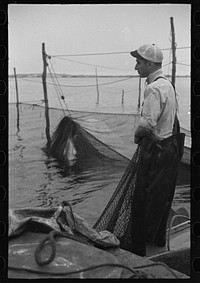 [Untitled photo, possibly related to: Aboard a trap fishing boat. Dipping fish aboard. See caption 5067-M1. Provincetown, Massachusetts]. Sourced from the Library of Congress.