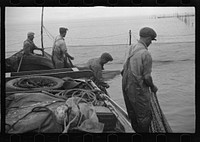 [Untitled photo, possibly related to: Aboard a trap fishing boat, pulling the net into the boat. The trap, which is nothing but a gigantic net, is pulled into the boat on one side and thrown overboard on the other until finally a small pocket is made where fish mill around by the thousands. Sometimes several big tuna, locally called horse mackerel, must be gaffed and brought aboard. This is a struggle because tuna weigh between 300 and 800 pounds. The rest of the fish, whiting, mackerel, and squid are dipped aboard with a hand net. Provincetown, Massachusetts]. Sourced from the Library of Congress.