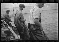 [Untitled photo, possibly related to: Aboard a trap fishing boat, pulling the net into the boat. The trap, which is nothing but a gigantic net, is pulled into the boat on one side and thrown overboard on the other until finally a small pocket is made where fish mill around by the thousands. Sometimes several big tuna, locally called horse mackerel, must be gaffed and brought aboard. This is a struggle because tuna weigh between 300 and 800 pounds. The rest of the fish, whiting, mackerel, and squid are dipped aboard with a hand net. Provincetown, Massachusetts]. Sourced from the Library of Congress.