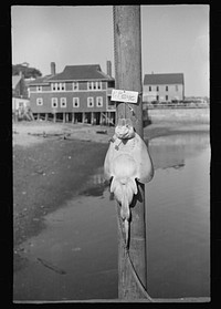 A tourist attraction. A skate caved up and hung on the pier where the Boston boat arrives. Provincetown, Massachusetts. Sourced from the Library of Congress.