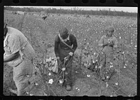 [Untitled photo, possibly related to: Picking cotton on Alexander plantation. Pulaski County, Arkansas]. Sourced from the Library of Congress.