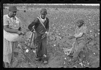 [Untitled photo, possibly related to: Cotton pickers, Pulaski County, Arkansas]. Sourced from the Library of Congress.