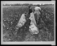 Cotton picking, Pulaski County, Arkansas. Sourced from the Library of Congress.