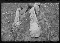 Cotton pickers, Pulaski County, Arkansas. Sourced from the Library of Congress.