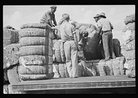 Loading cotton in Natchez, Mississippi. Sourced from the Library of Congress.