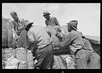 Loading cotton, Natchez, Mississippi. Sourced from the Library of Congress.