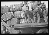 [Untitled photo, possibly related to: Loading cotton in Natchez, Mississippi]. Sourced from the Library of Congress.