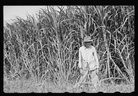 Sugarcane worker, Plaquemines Parish, Louisiana. Sourced from the Library of Congress.