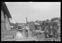 [Untitled photo, possibly related to: Cattle in pens at Pickaway Livestock Cooperative Association]. Sourced from the Library of Congress.