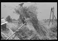 [Untitled photo, possibly related to: Loading bundles of wheat for hauling to thresher, central Ohio]. Sourced from the Library of Congress.