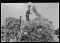 Loading bundles of wheat for hauling to thresher, central Ohio. Sourced from the Library of Congress.