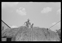 [Untitled photo, possibly related to: Stacking hay with cable rig and fork, central Ohio]. Sourced from the Library of Congress.