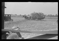 [Untitled photo, possibly related to: Loading bundles of wheat for hauling to thresher, central Ohio]. Sourced from the Library of Congress.