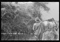 [Untitled photo, possibly related to: Loading bundles of wheat for hauling to thresher, central Ohio]. Sourced from the Library of Congress.