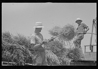 [Untitled photo, possibly related to: Tying bundles of wheat by hand, central Ohio]. Sourced from the Library of Congress.