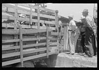 Buyers and farmers in pens at Pickaway Livestock Cooperative Association, central Ohio. Sourced from the Library of Congress.