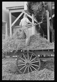 [Untitled photo, possibly related to: "At a pea vinery," central Ohio. Loading waste to be taken back to his farm for feeding]. Sourced from the Library of Congress.