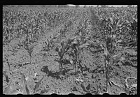 Field of young corn, central Ohio. Sourced from the Library of Congress.
