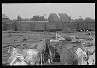 Cattle in pens. Pickaway Livestock Cooperative Association, central Ohio. Sourced from the Library of Congress.