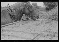 Horse on farm during wheat harvest, central Ohio. Sourced from the Library of Congress.