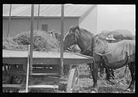 Scene in barnyard during wheat harvest, central Ohio. Sourced from the Library of Congress.