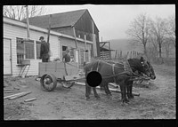 [Untitled photo, possibly related to: Cart removing chicken manure at the farm of one of the members of the Jewish poultry cooperative, Liberty, New York]. Sourced from the Library of Congress.