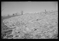 [Untitled photo, possibly related to: The Bessie Levee augmented with sand bags during the 1937 flood near Tiptonville, Tennessee]. Sourced from the Library of Congress.