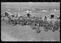 [Untitled photo, possibly related to: Chicken range, Westmoreland Homesteads, Pennsylvania]. Sourced from the Library of Congress.