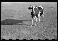 [Untitled photo, possibly related to: Cattle on large dairy farm, Fond du Lac County, Wisconsin]. Sourced from the Library of Congress.