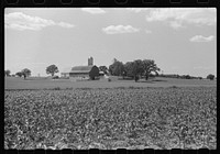 [Untitled photo, possibly related to: Corn and dairy farm, Dodge County, Wisconsin]. Sourced from the Library of Congress.
