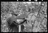 [Untitled photo, possibly related to: FSA (Farm Security Administration) borrower picking pears. Saint Mary's County, Maryland]. Sourced from the Library of Congress.
