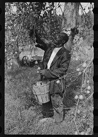 [Untitled photo, possibly related to: FSA (Farm Security Administration) borrower picking pears. Saint Mary's County, Maryland]. Sourced from the Library of Congress.