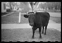 [Untitled photo, possibly related to: Starkweather, North Dakota]. Sourced from the Library of Congress.