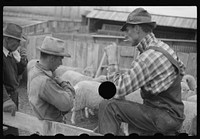 [Untitled photo, possibly related to: Ravalli County, Montana. Castrating young lamb]. Sourced from the Library of Congress.