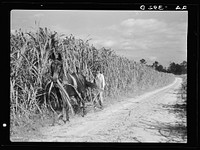 Cultivating sugarcane. Grady County, Georgia. Sourced from the Library of Congress.