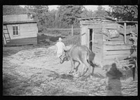 Squeakie Burroughs and friend, Hale County, Alabama. Sourced from the Library of Congress.