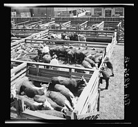 Inspecting cattle. Stockyards. Kansas City, Kansas. Sourced from the Library of Congress.